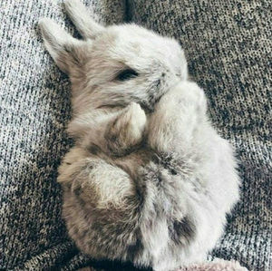 Meet your Posher, Bunny